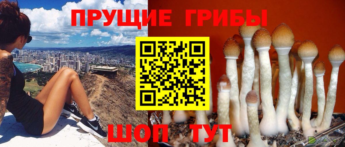 Галлюциногенные грибы Cubensis Кызыл
